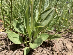 Senecio integerrimus exaltatus