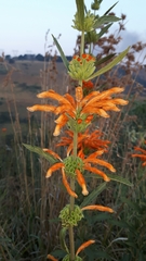 Leonotis leonurus
