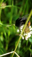 Bombus lapidarius