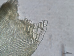 Stereodon callichrous