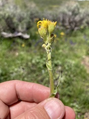 Senecio integerrimus exaltatus