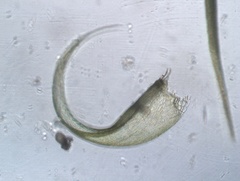 Stereodon callichrous