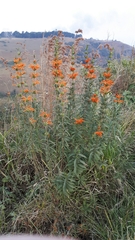 Leonotis leonurus