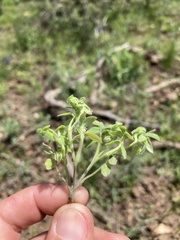 Nemophila breviflora