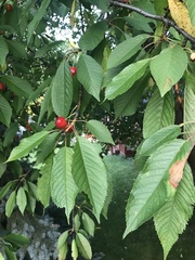 Prunus