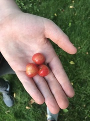 Prunus