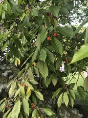 Prunus