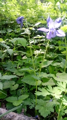 Aquilegia alpina