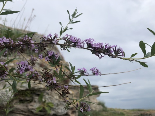 Buddleia à feuilles alternes