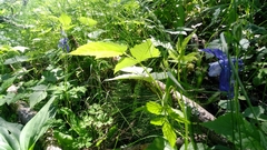 Aquilegia alpina
