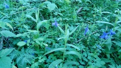 Aquilegia alpina