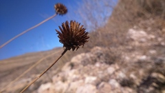 Viguiera