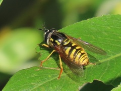Chrysotoxum cautum