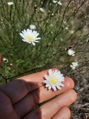 Malacothrix saxatilis implicata