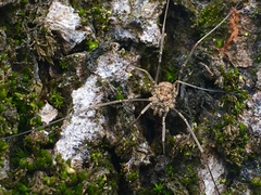 Rilaena triangularis