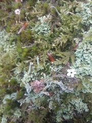 Cladonia polydactyla