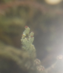 Cladonia polydactyla