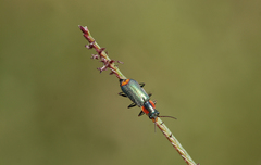 Clanoptilus marginellus