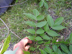 Phellodendron japonicum