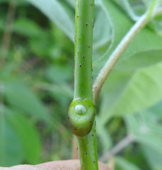 Phellodendron japonicum