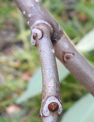 Phellodendron japonicum