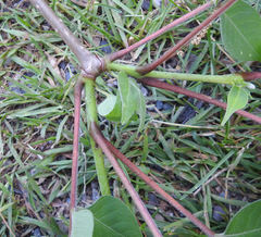 Phellodendron japonicum