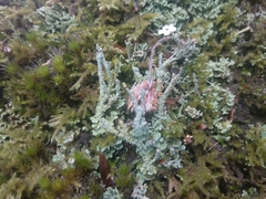 Cladonia polydactyla