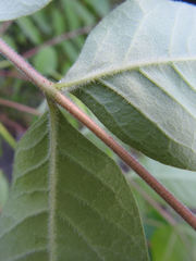 Phellodendron japonicum