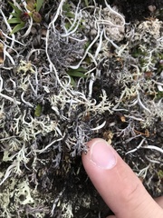 Cladonia stygia