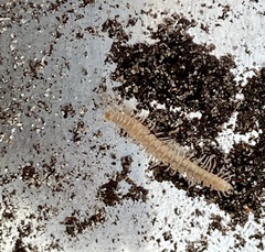 Polydesmus complanatus