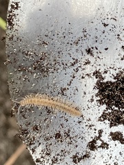 Polydesmus complanatus