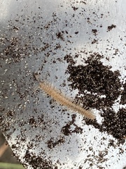 Polydesmus complanatus