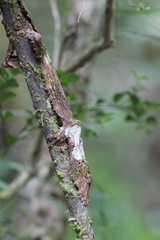Uroplatus