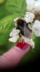 Bombus vestalis