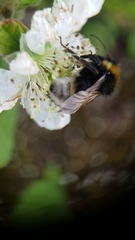 Bombus vestalis