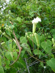 Ipomoea suaveolens