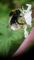 Bombus vestalis