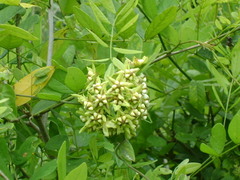 Funastrum lindenianum