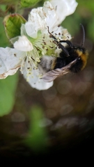 Bombus vestalis