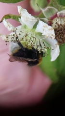 Bombus vestalis