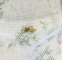 Cheiracanthium punctorium