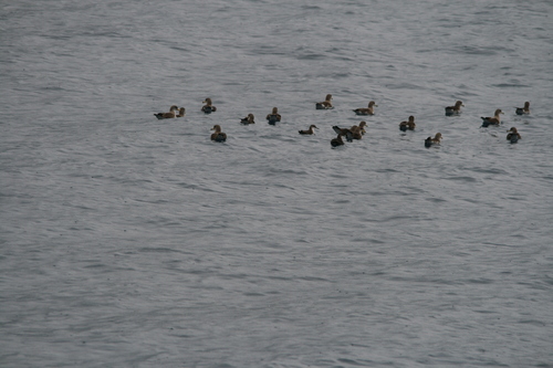 Puffin de Scopoli