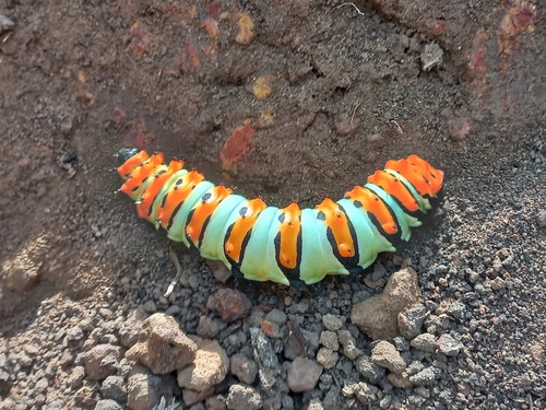 Rothschildia erycina