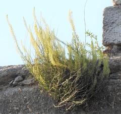 Reseda lutea
