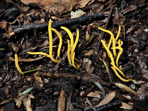 Clavulinopsis antillarum image