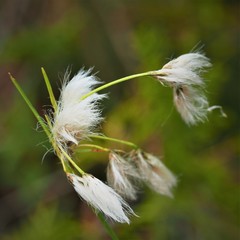 Eriophorum viridicarinatum