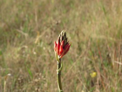 Sacoila lanceolata