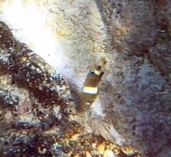 Chrysiptera brownriggii