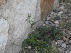 Capsella bursa-pastoris