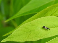 Hylaeus modestus